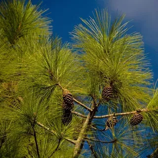 thumbnail for publication: Longleaf Pine Regeneration